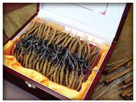 定西冬虫夏草回收